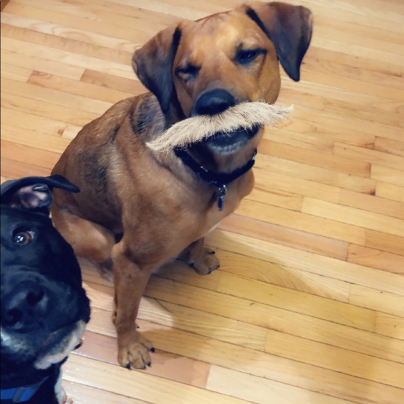 Meet your Posher, Kara - Picture 3 of 7